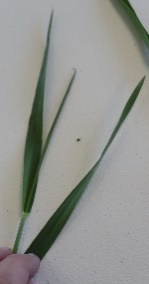 Wheat at Feekes 8